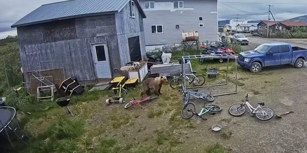 A screenshot of a doorbell camera video shows a bear in the Icy View neighborhood in Nome. Video courtesy of Trisha Parker. 